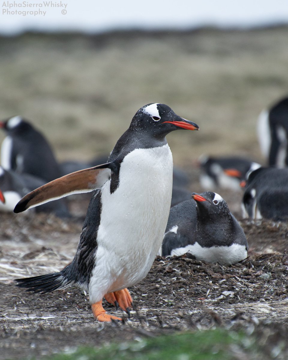 ___ASW___'s tweet image. Some Gentoos in New Haven, Falkland Islands. Taken back in October

#WorldPenguinDay