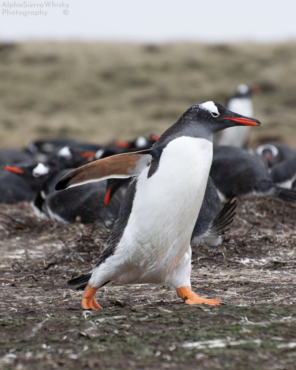 ___ASW___'s tweet image. Some Gentoos in New Haven, Falkland Islands. Taken back in October

#WorldPenguinDay
