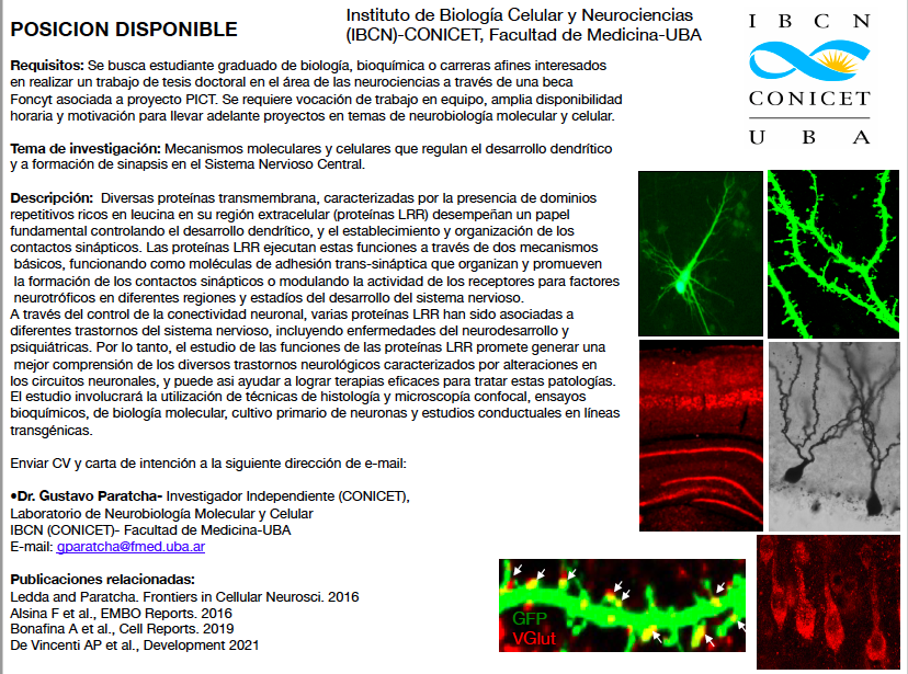 DelphiRomero's tweet photo. Buscamos estudiantes para unirse al Laboratorio de Neurobiología Molecular y Celular en IBCN-CONICET y Fundación Instituto Leloir🔬🧬🧫 @UBAMedicina  @fundacionleloir Se ofrecen 2  becas Doctorales Foncyt adjudicadas. Contactar: gparatcha@fmed.uba.ar y
 fledda@leloir.org.ar, RT! https://t.co/zXiWUFTl2V