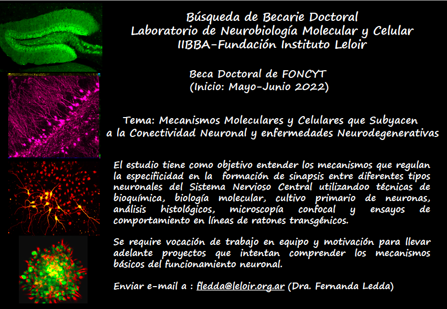 DelphiRomero's tweet photo. Buscamos estudiantes para unirse al Laboratorio de Neurobiología Molecular y Celular en IBCN-CONICET y Fundación Instituto Leloir🔬🧬🧫 @UBAMedicina  @fundacionleloir Se ofrecen 2  becas Doctorales Foncyt adjudicadas. Contactar: gparatcha@fmed.uba.ar y
 fledda@leloir.org.ar, RT! https://t.co/zXiWUFTl2V