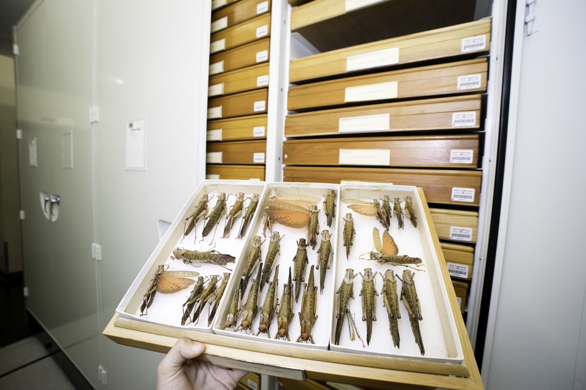 Isa Betancourt 🦋🕷🌎 (@isabetabug) on Twitter photo Dear #EBEntsoc22 attendees,
First of all, welcome to Philadelphia!!🔔
Secondly, we are offering tours of the <a href="/ANSPEntomology/">ANSP Entomology</a> collection.🦗
Sign up sheet is on the registration desk. Tours at 4pm and 5:15pm this afternoon. DM me with any questions. Dear #EBEntsoc22 attendees,
First of all, welcome to Philadelphia!!🔔
Secondly, we are offering tours of the <a href="/ANSPEntomology/">ANSP Entomology</a> collection.🦗
Sign up sheet is on the registration desk. Tours at 4pm and 5:15pm this afternoon. DM me with any questions.