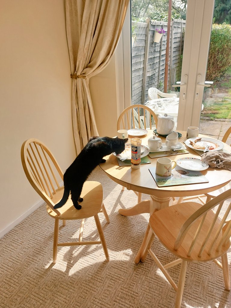 That time I got caught helping myself to breakfast..... normally I'm not caught... 😹😹🖤 #CatsOfTwitter #CatsOnTwitter