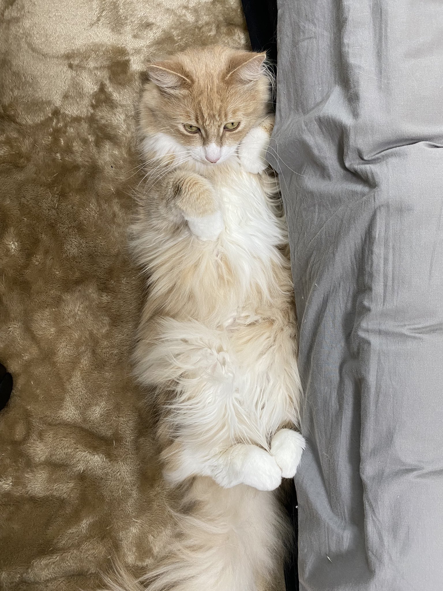 こむぎ メインクーン 在宅勤務中 ふと振り返ったらこうなってて 言葉を失った かわいい こむぎ メインクーン 猫のいる暮らし T Co Imkbs0q1ze Twitter