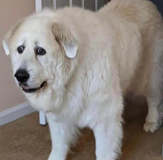 are we supposed to know if we have access to ow2 beta by now?