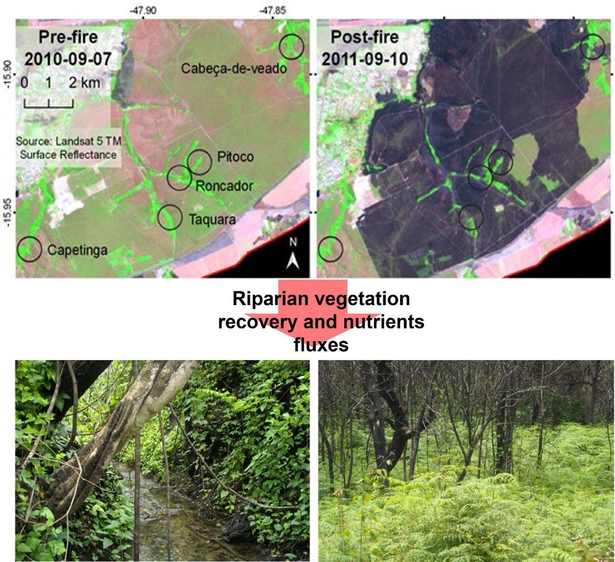marques_ncs's tweet photo. Como o fogo afeta a recuperação da vegetação ripária e altera o fluxo de nutrientes entre os ecossistemas terrestre e aquático no Cerrado?
Dá uma olhada no nosso artigo recém publicado na @AustralEcology 
@Gomes_Letiiciia 
@silva92costa 
@UnbEco 
https://t.co/CSebLSPCSb https://t.co/Q0sAwjAf3R