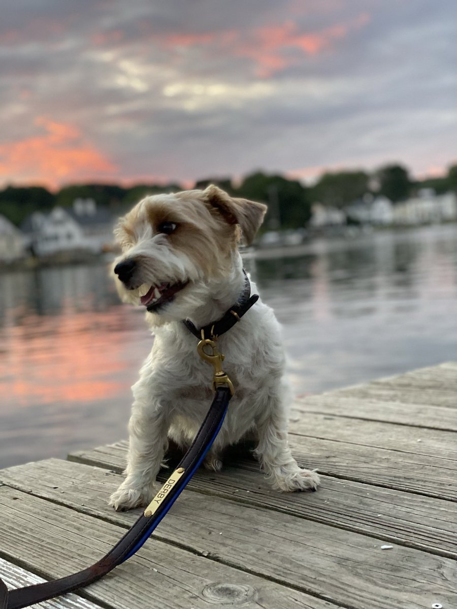 Nicki8880's tweet photo. @cleoandcassie Aww Derby says hi! Love to see a fellow JRT!! https://t.co/tbwZCnII0h