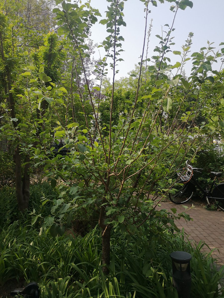 kawabog's tweet photo. 北京开始密集全员核酸，图片是我种的南瓜和苹果树 https://t.co/gjnQMGwVrW