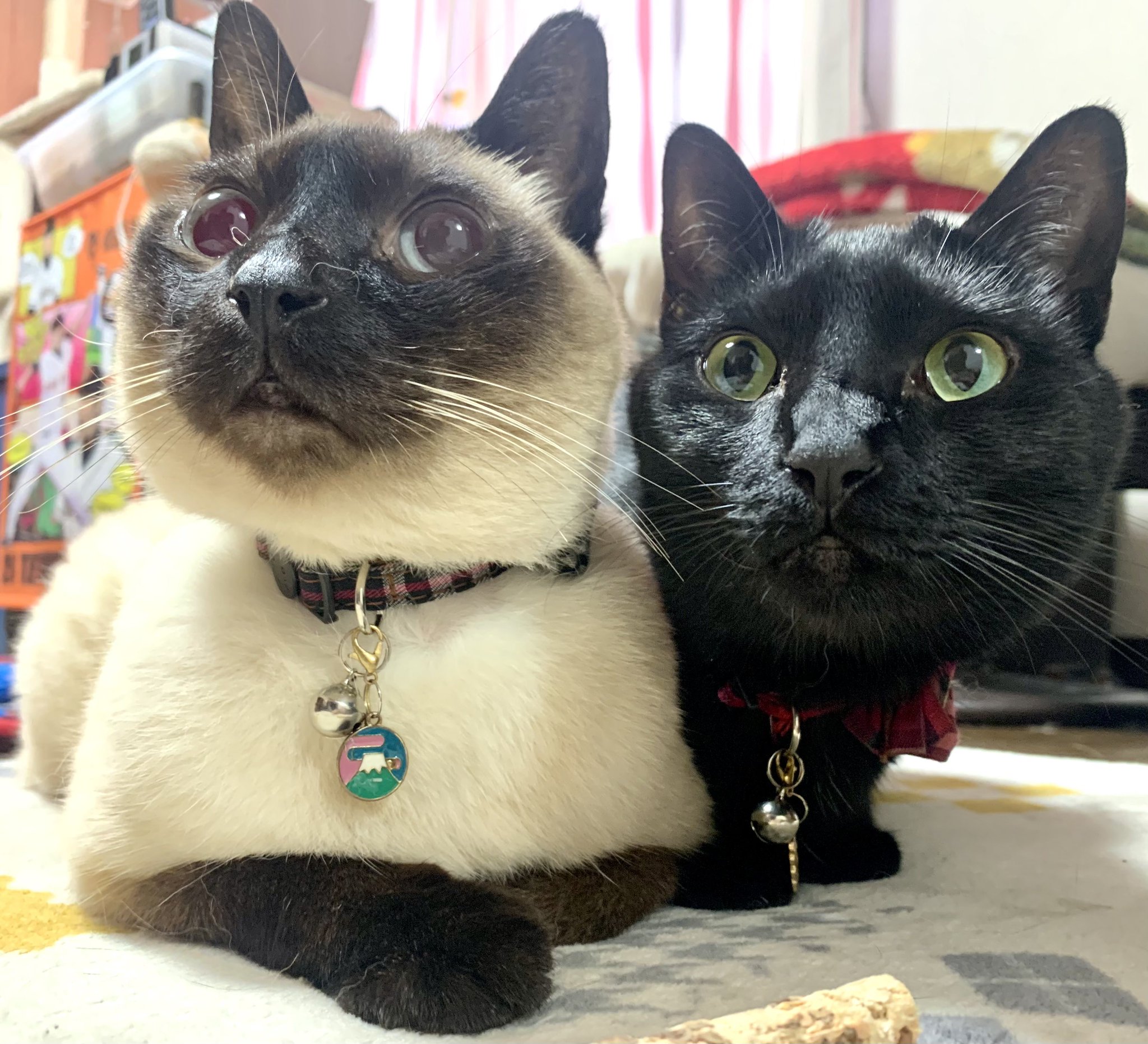 mellojoy◆とろんスクイーズ 黒猫 シャム猫◆にゃんこ族トースト mellojoy スクイーズ ぐーぐートーストシリーズ にゃんこ猫 黒猫