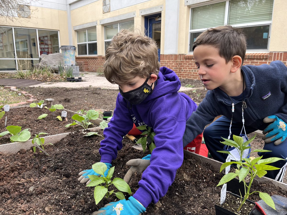 TaylorITC's tweet photo. Last week was our school’s annual #HabitatWeek and all classes spent time taking care of our gardens by weeding, watering, and planting native plants or veggies. @ASFSOnline @AsfsPta https://t.co/9Sv8An2b1k