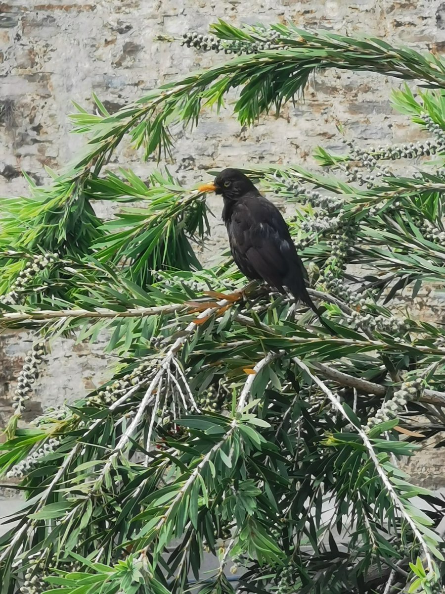 FeFerri2b's tweet photo. Ce n’est pas grand chose, c’est un morceau de verdure, c’est un morceau de vie, un arbre âgé de 85 ans au cœur de notre Cité Bastiaise.
Et tout ça va être rasé si l’on ne fait rien. A vous d’être logique, la langue le patrimoine, et la nature ? Encore du béton ? 1/2 https://t.co/OHDJT0XCty