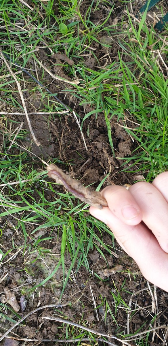 Taking part in the <a href="/SoilAssociation/">Soil Association</a> - Let's go on a Worm Hunt! #WormHunt @YPTE @PagesAwards <a href="/ChilternOutdoor/">Outdoor Learning</a>