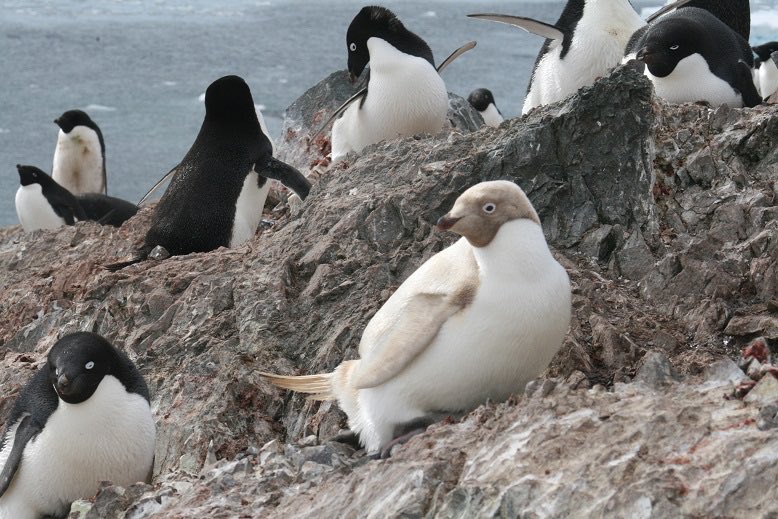 IronGentoo's tweet photo. Happy #WorldPenguinDay 🐧!
Love having this celebration so close to #EarthDay! Pictured here is a rare leucistic Adélie Penguin I encountered on the Western #Antarctic Peninsula. https://t.co/zux3kF6T4M