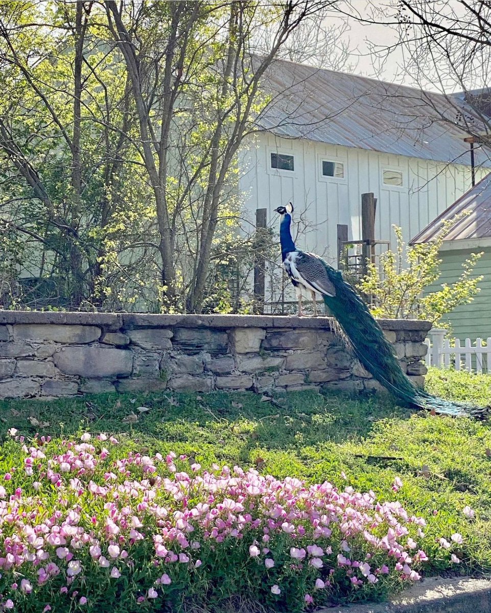 visitbrenham's tweet image. Look for this handsome guy when you visit Burton! Beautifully captured in the sunlight and wildflowers by @2FlownTheCoop.

#burton #burtontx #brenham #visitbrenham #brenhamtexas #brenhamtx