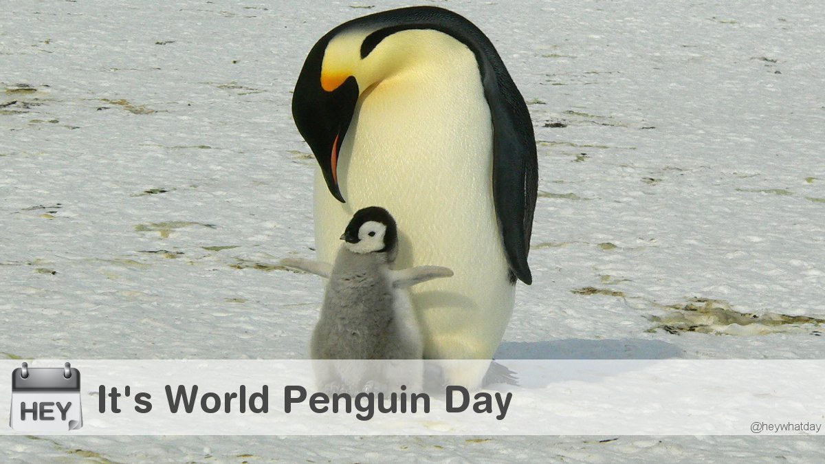 It's World Penguin Day! 
#WorldPenguinDay #PenguinDay #InternationalPenguinDay