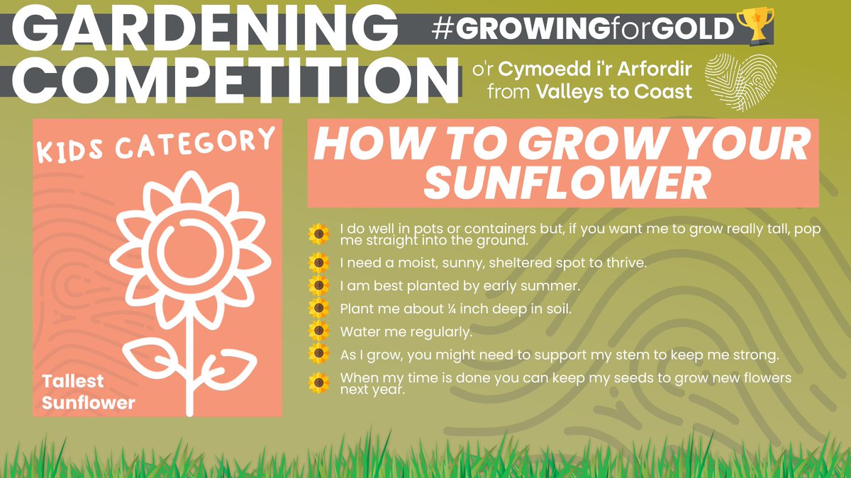 Are you #GrowingforGold in our gardening competition?

If you’re entering our Tallest Sunflower category, follow our tips to make sure your sunflower is up to the challenge🌻

To request a pack of sunflower seeds, email Marie.Kiff@v2c.org.uk

Enter here👇
orlo.uk/vPv2p