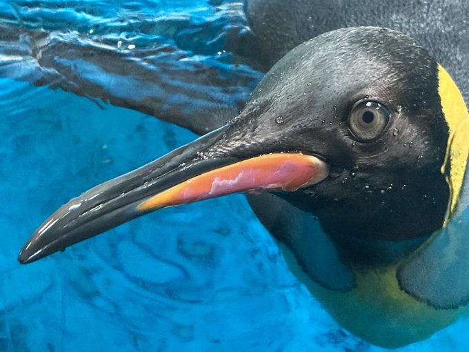 アデリーペンギンのtwitterイラスト検索結果