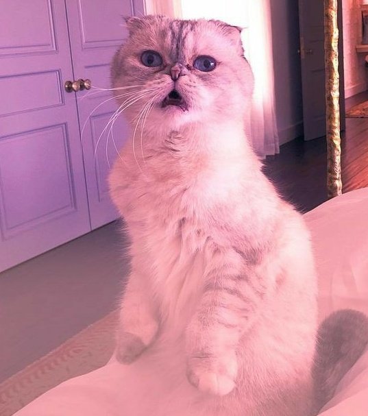tayspetsch's tweet photo. taylor swift as her cats; a very necessary thread https://t.co/TCizRSC8SF