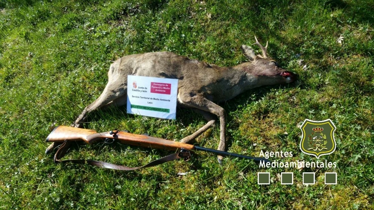 Sorprendido un furtivo con un corzo sin precintar en un coto de la Montaña Leonesa.
Se le ha intervenido el arma y la pieza. 
Los Agentes Medioambientales de Castilla y León han denunciado...

bit.ly/3OzIS1D