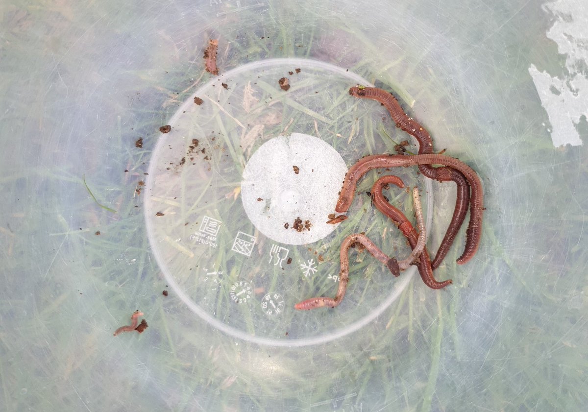#WormHunt <a href="/SoilAssociation/">Soil Association</a> Worms are soil heroes!