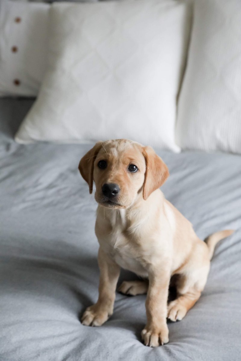 lovewithlabs's tweet photo. Let’s stay in bed and snuggle
#yellowlabradors #yellowlabradorretriever #yellowlabpup #puppy https://t.co/hgzv0nlWFF
