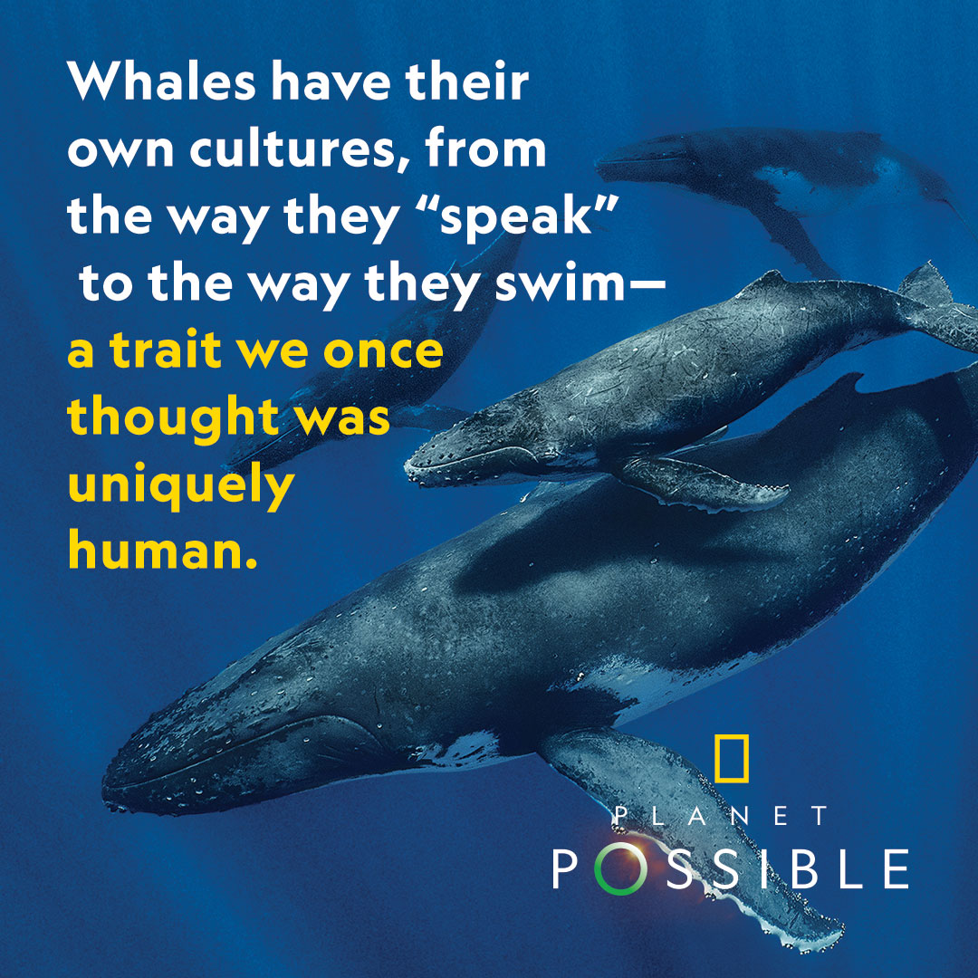 NatGeo's tweet photo. From singing competitions to food preferences, scientists are learning whales have cultural differences once thought to be unique to humans https://t.co/AlPIUJ1PjS https://t.co/LQLTqx90x6