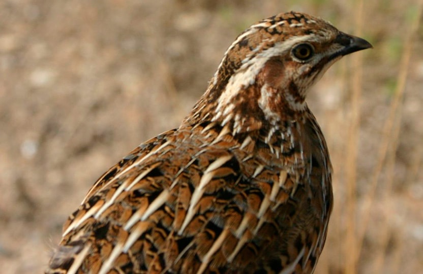 El MITECO señala, en un escrito enviado a la RFEC, que el Comité debe tener en cuenta la información aportada por Fundación Artemisan sobre la situación de la codorniz
 Artemisan advie...

bit.ly/3vaLyLu