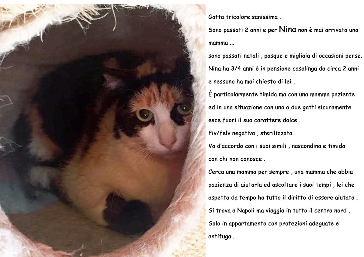 unonlus's tweet photo. #Nina ha 3/4 anni  e nessuno ha mai chiesto di lei .
È particolarmente timida ma con una mamma paziente ed in una situazione con uno o due #gatti sicuramente esce fuori il suo carattere dolce . Fiv/felv negativa , sterilizzata .
 info Whatsapp 3883485205
 #adozioni #Gatti https://t.co/JqHr2bPc48