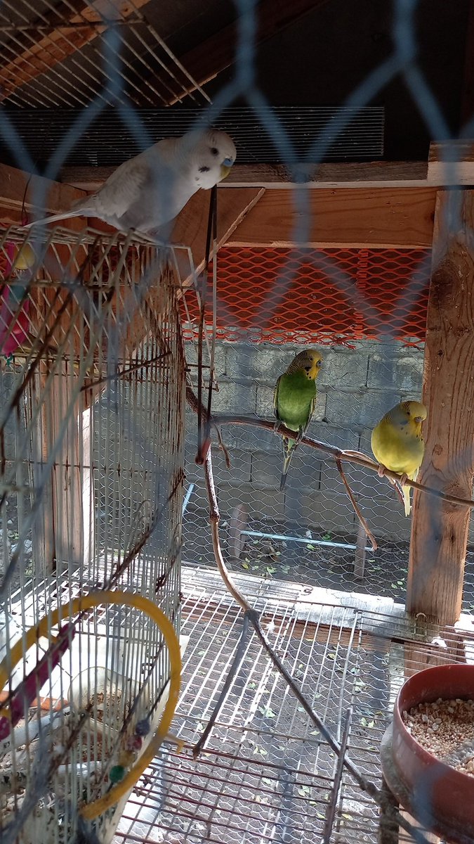 Rawtid2Rawtid's tweet image. Three little bird at my door step singing sad  songs when then ago fly again #unvaxx