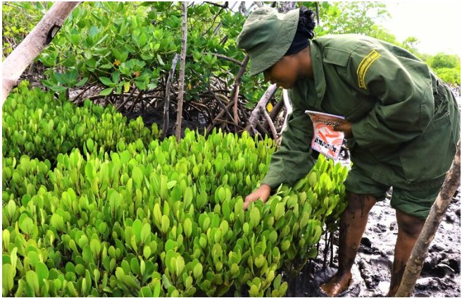 modi_juma's tweet photo. Meet Sophia Abdalla,Lamu Mangrove guardian.Despite being a ranger from Pate Marine,her hopes to conserve Mangrove to fight global warming is bearing fruits. Since 2019, 49,948 Mangrove seedlings has been planted. As a soldier she's anti-terror crusader.
Diana Justin Muturi Jaguar https://t.co/vQVfPFJaVi