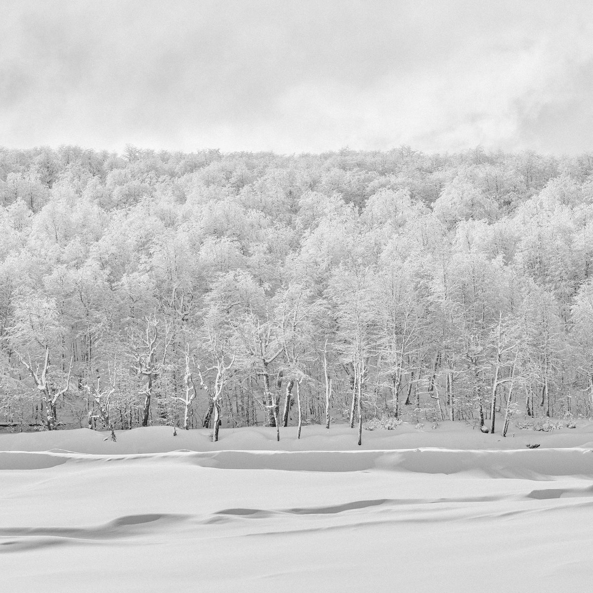 Do trees talk to each other?