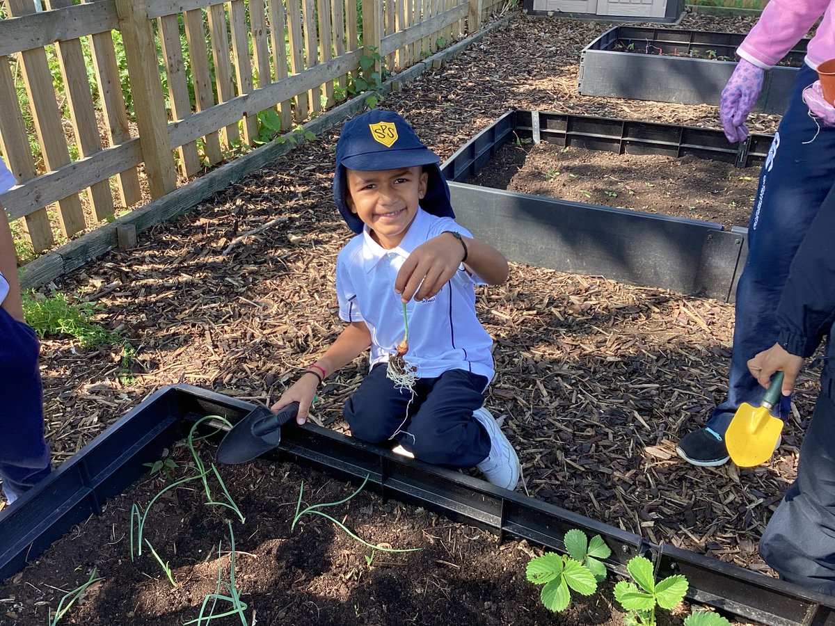 StainesPrepYr2's tweet photo. #StainesPrepYear2 started their #StainesPrepScience topic about plants with a brilliant Growing and Gardening Day. The pupils had fun planting fruit and vegetables in the allotment area and they also planted sunflowers around the school. #StainesPrepBeYourBest https://t.co/8vQKpRvvQn
