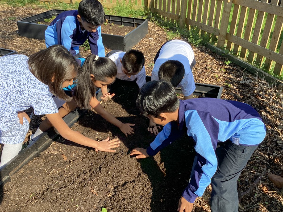 StainesPrepYr2's tweet photo. #StainesPrepYear2 started their #StainesPrepScience topic about plants with a brilliant Growing and Gardening Day. The pupils had fun planting fruit and vegetables in the allotment area and they also planted sunflowers around the school. #StainesPrepBeYourBest https://t.co/8vQKpRvvQn