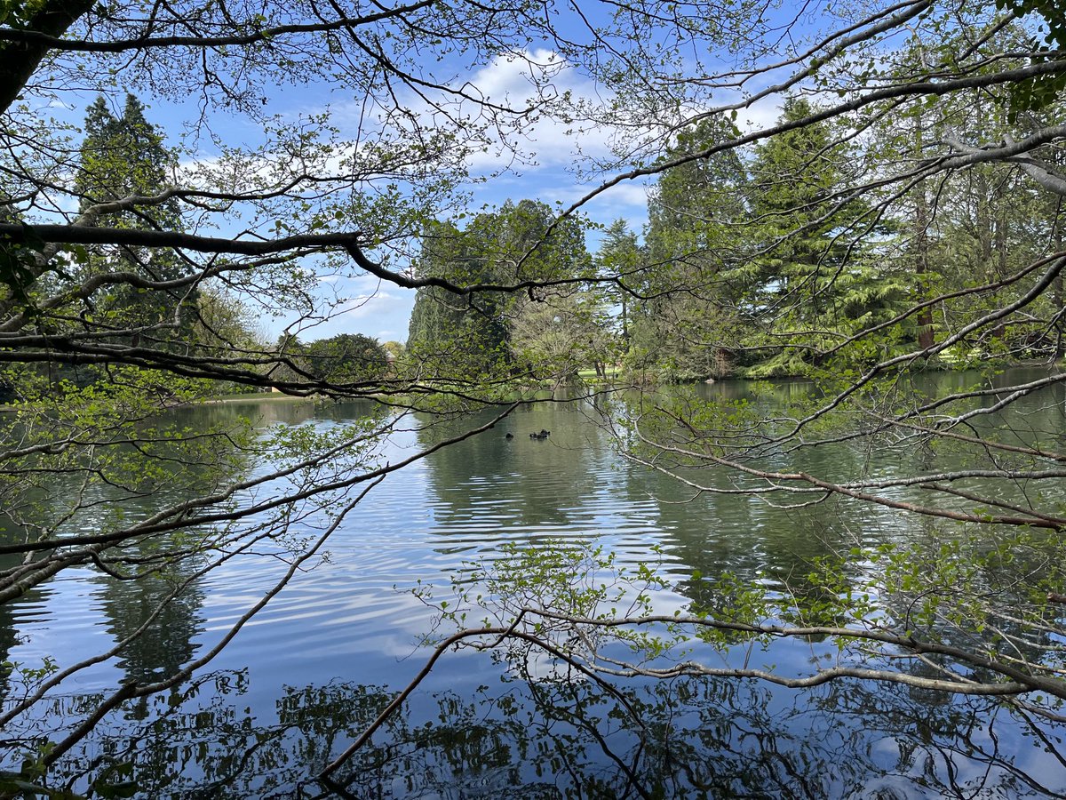 ⁦@NTTredegarHouse⁩ earlier, observing coots arguing, enhancing their feathers to make themselves look larger and took this accidentally amazing photo 🤣!