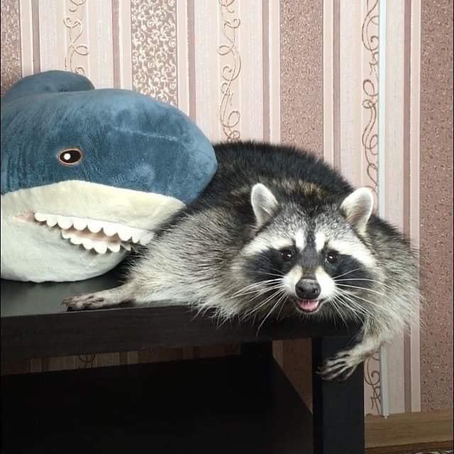 Raccoons Hourly (@raccoonhourly) on Twitter photo 