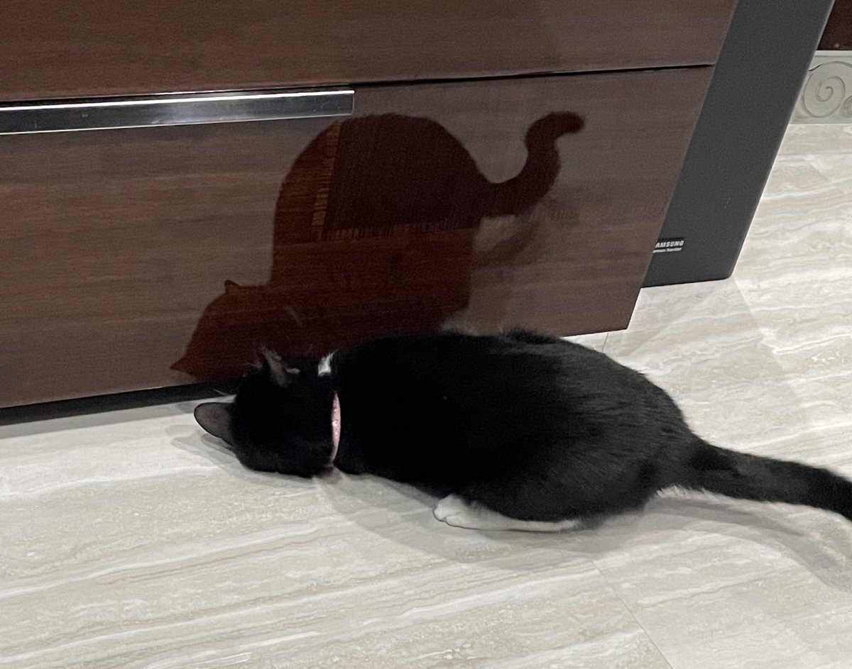 Luna_Ptuna's tweet photo. I lost my toy :(
#CatsOfTwitter #CatsofTwittter https://t.co/YpcNbcBtK1