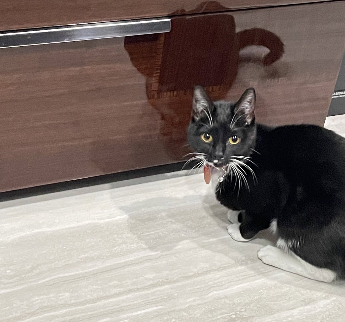 I lost my toy :(
#CatsOfTwitter #CatsofTwittter