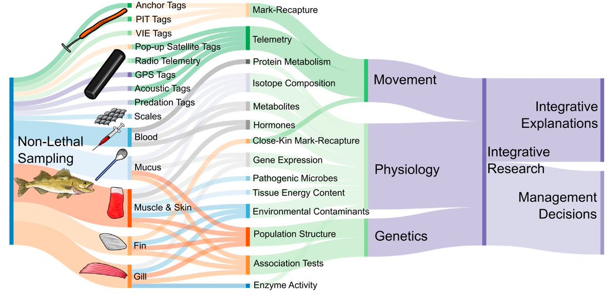 New review paper out! Many freshwater fish need conservation help, and movement research can be important for supporting that help. But can we conduct integrative movement research with non-lethal sampling? 1/6
frontiersin.org/articles/10.33…