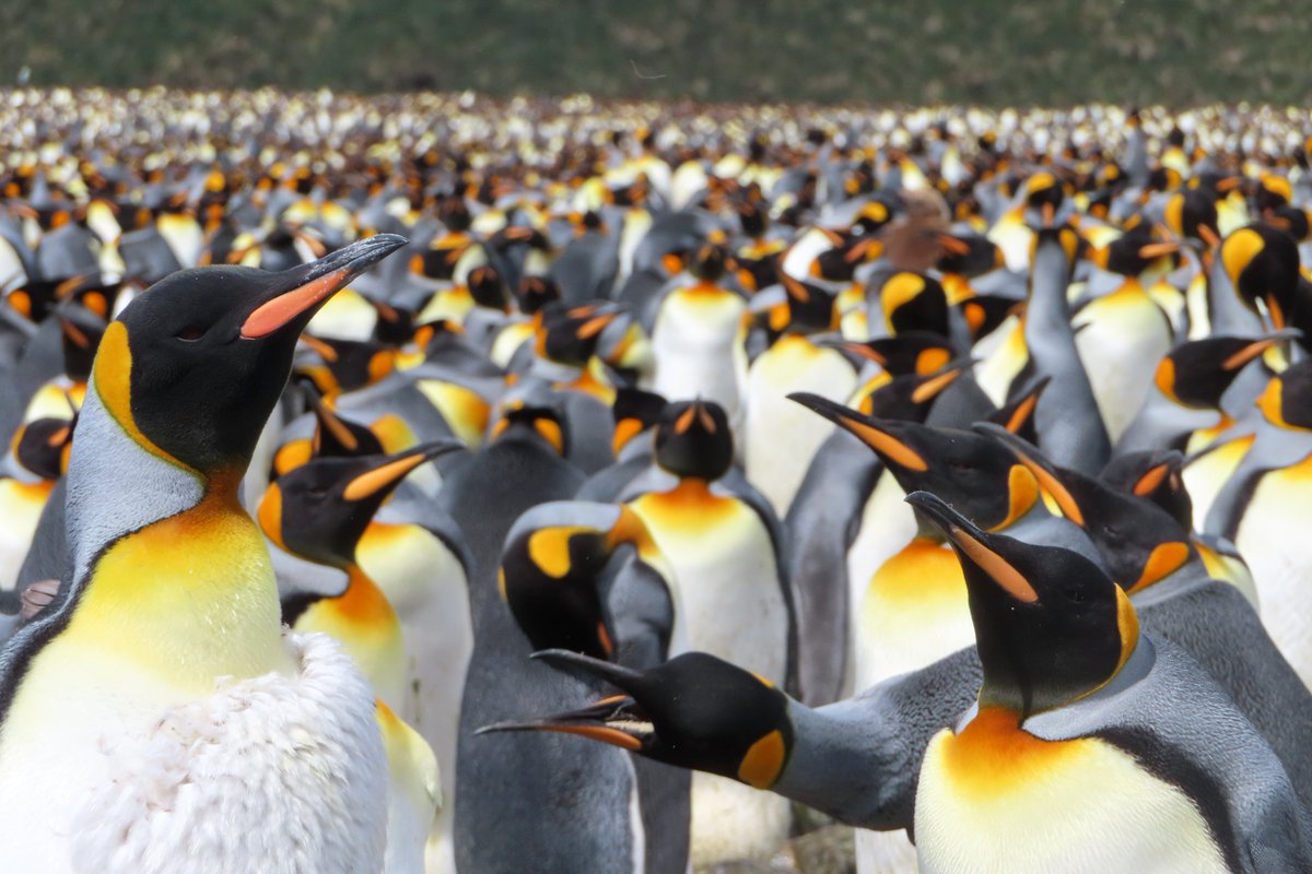 Emma Nicholson (Liu) (@emmaliu31) on Twitter photo It's #WorldPenguinDay! These beautiful King penguins may be thriving in the protected waters of #SouthGeorgia but more than half of penguin species are #endangered or at risk in the face of #climatechange and #overfishing (<a href="/World_Wildlife/">World Wildlife Fund</a>). We cannot lose these incredible birds. It's #WorldPenguinDay! These beautiful King penguins may be thriving in the protected waters of #SouthGeorgia but more than half of penguin species are #endangered or at risk in the face of #climatechange and #overfishing (<a href="/World_Wildlife/">World Wildlife Fund</a>). We cannot lose these incredible birds.