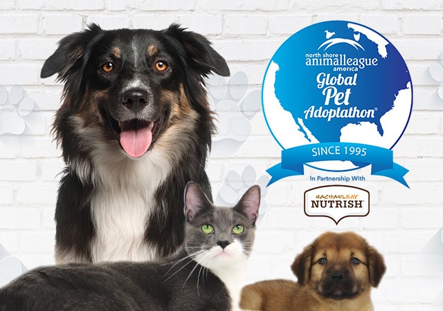 AnimalLeague's tweet image. Our Global Pet Adoptathon starts TODAY, Monday, April 25th! Come visit our adoption center all week long to meet your new best friend! 

Thank you @Nutrish for supporting our month long event to find animals their loving homes! #GetYourRescueOn #NutrishPets #PetAdoptathon