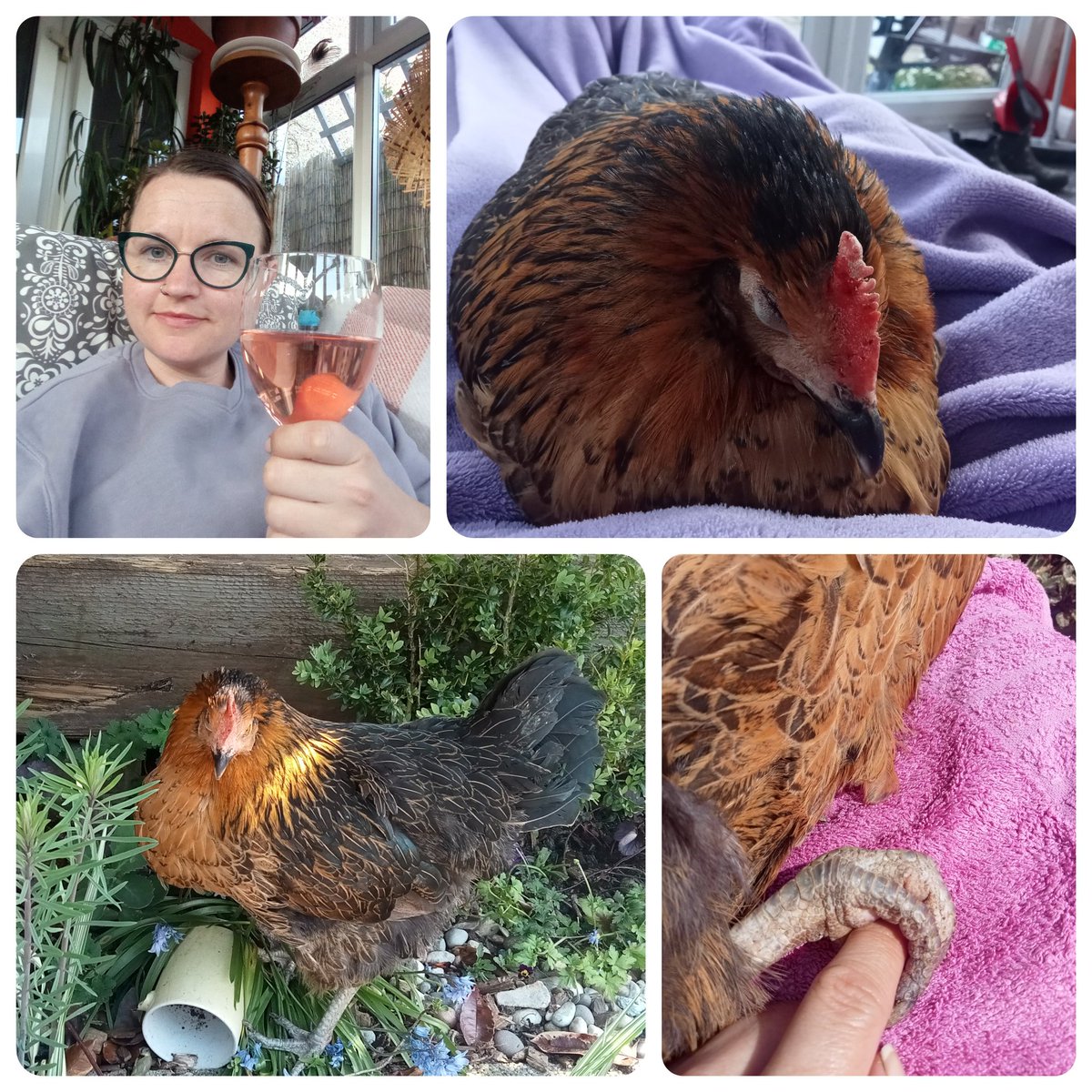 Hamilton's Hens tweet media