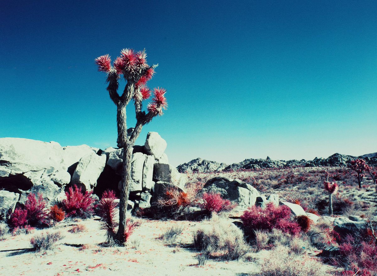 Hidden Valley with #aerochrome and #Mamiya  #mediumformatfilm #believeinfilm #filmshooterscollective #filmphotography #heylomography #shootfilmstaybroke  #filmisalive #infrared_images #infraredworld #infraredphotography #infraredfilm #infrared_global  #desertlandscape