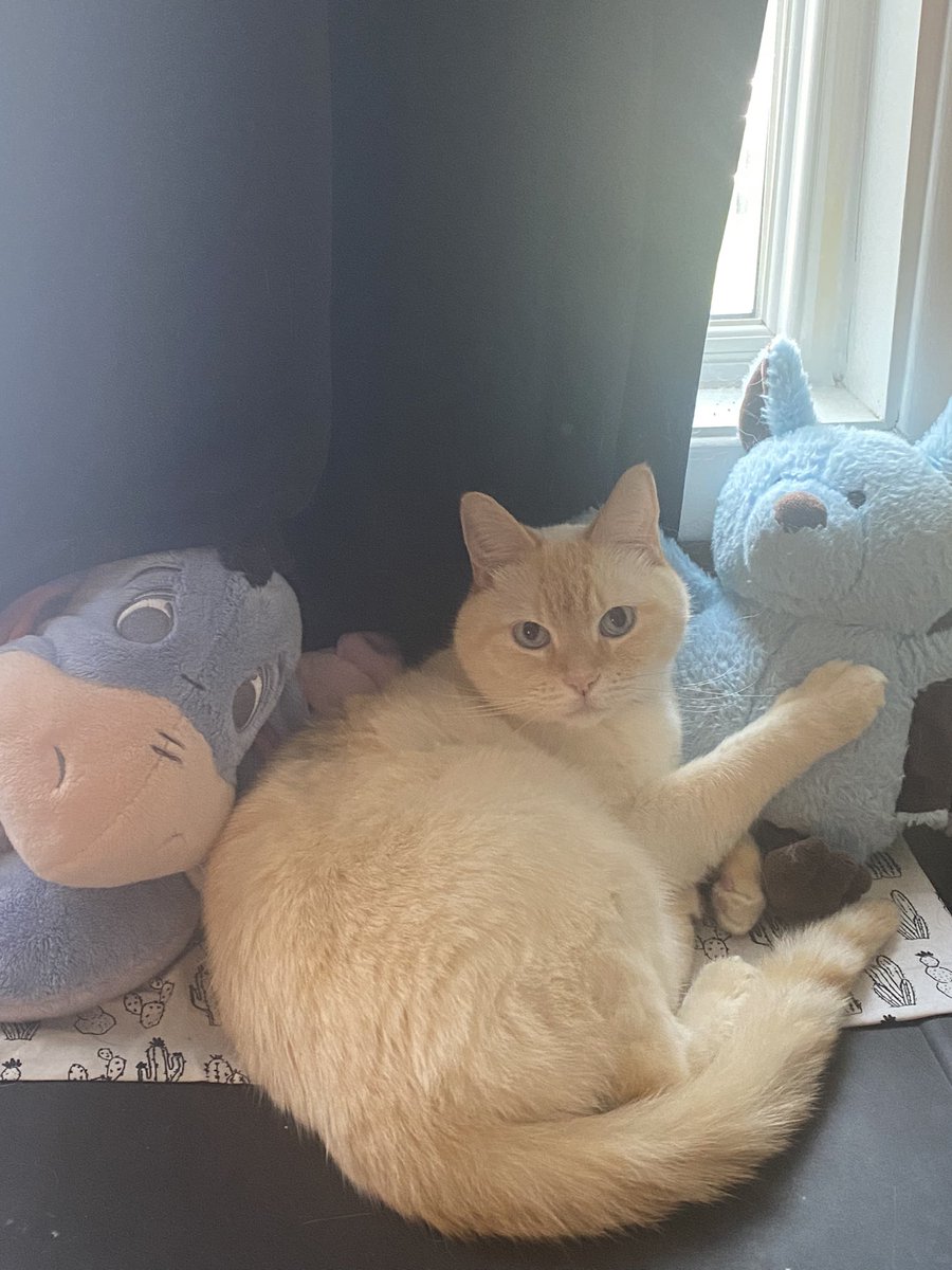 Catatouille1's tweet photo. cozy https://t.co/oH976s2jFa