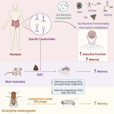 thinkgut's tweet photo. Varios medios de comunicación generalistas se han hecho eco de un artículo científico publicado en la revista Cell Host &amp; Microbe donde demuestran la associación de un virus intestinal con un mejor rendimiento cognitivo. @CTPPOCTEFA @idibgi @Inserm_EN https://t.co/hhS2eqqA7q