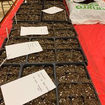 anaturalcapital's tweet photo. Seniors have started over 800 seedlings for the Salvation Army garden on St. Mary's St.  Join us by calling 453-1706 or emailing anaturalcapital@gmail.com.  We are now going into our 3rd year and are working on an edible forest extension!  

https://t.co/WwQPhTmIFa https://t.co/QSzlktZUSn