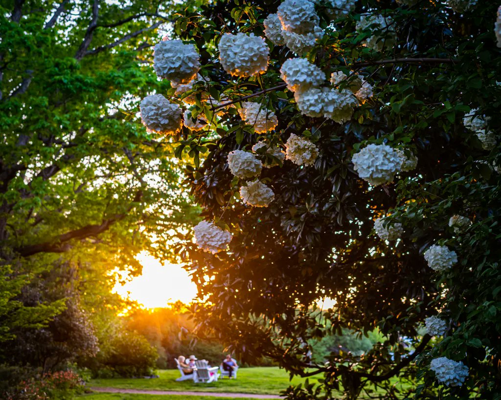 newmanvisuals's tweet photo. Went to @fearrington_house over the weekend to get away. Just in time for #spring #flowers 

#fearrington #fearringtonvillage #fearringtonnc #nc #northcarolina #restaurant #weekendplans #durham #chapelhill #triangle #trianglenc #visitchathamnc #daytrip https://t.co/6NbyC4Gq3k