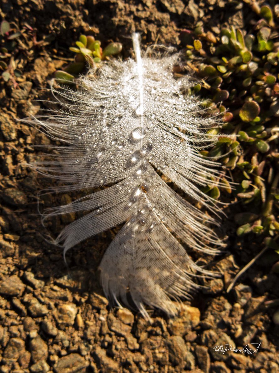 On an early walk, I found this little feather with drops on them.

www.designsimplified
#photography #natgeoyourshot #nature