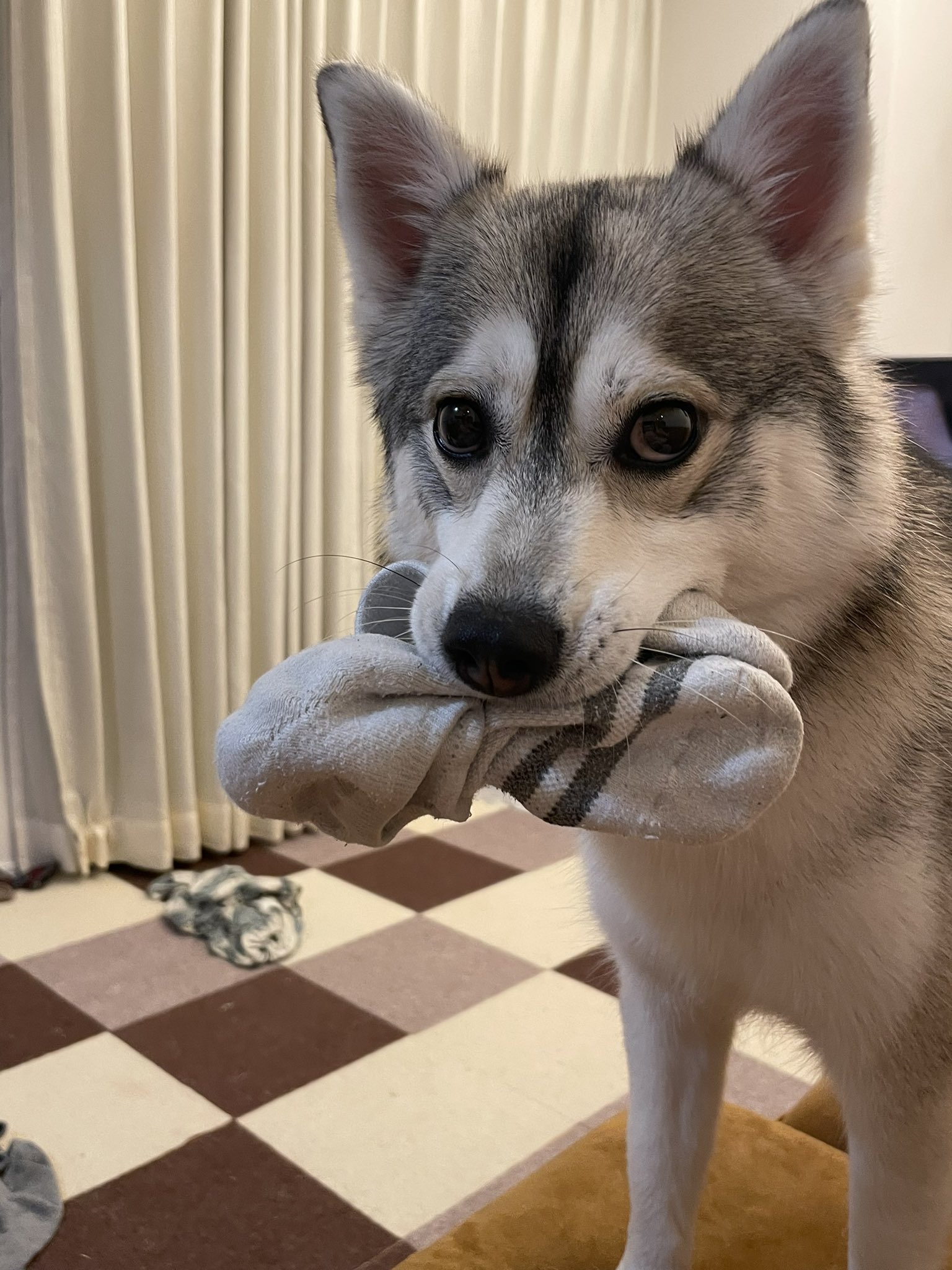 ルチー 取られたくないくせに近づいてくる犬 夫の靴下を収集してきた模様 T Co Wxzplnvltu Twitter