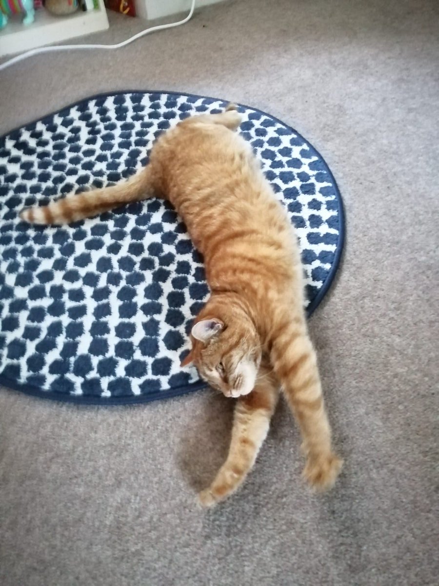 karenHH_ENABLE's tweet photo. As an employment co-ordinator my office space varies from day to day and person to person! Where am I today? - meetings online from home! It has its perks- although my work colleagues are prone to falling asleep on the job! π΄π΄ #allinhighlands #whoneedsanofficeanyway https://t.co/vGN8QqPZ9u