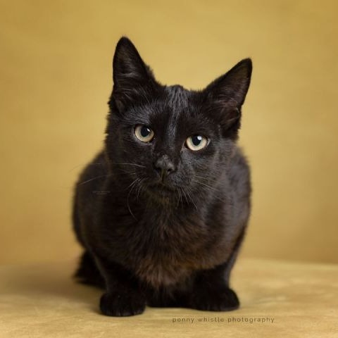 dfwpetsitting's tweet image. We are excited to share our latest Pet of the Week  🐱  with you. wfy.ai/3KedfqT #dfwpetsitting #adoptakitten