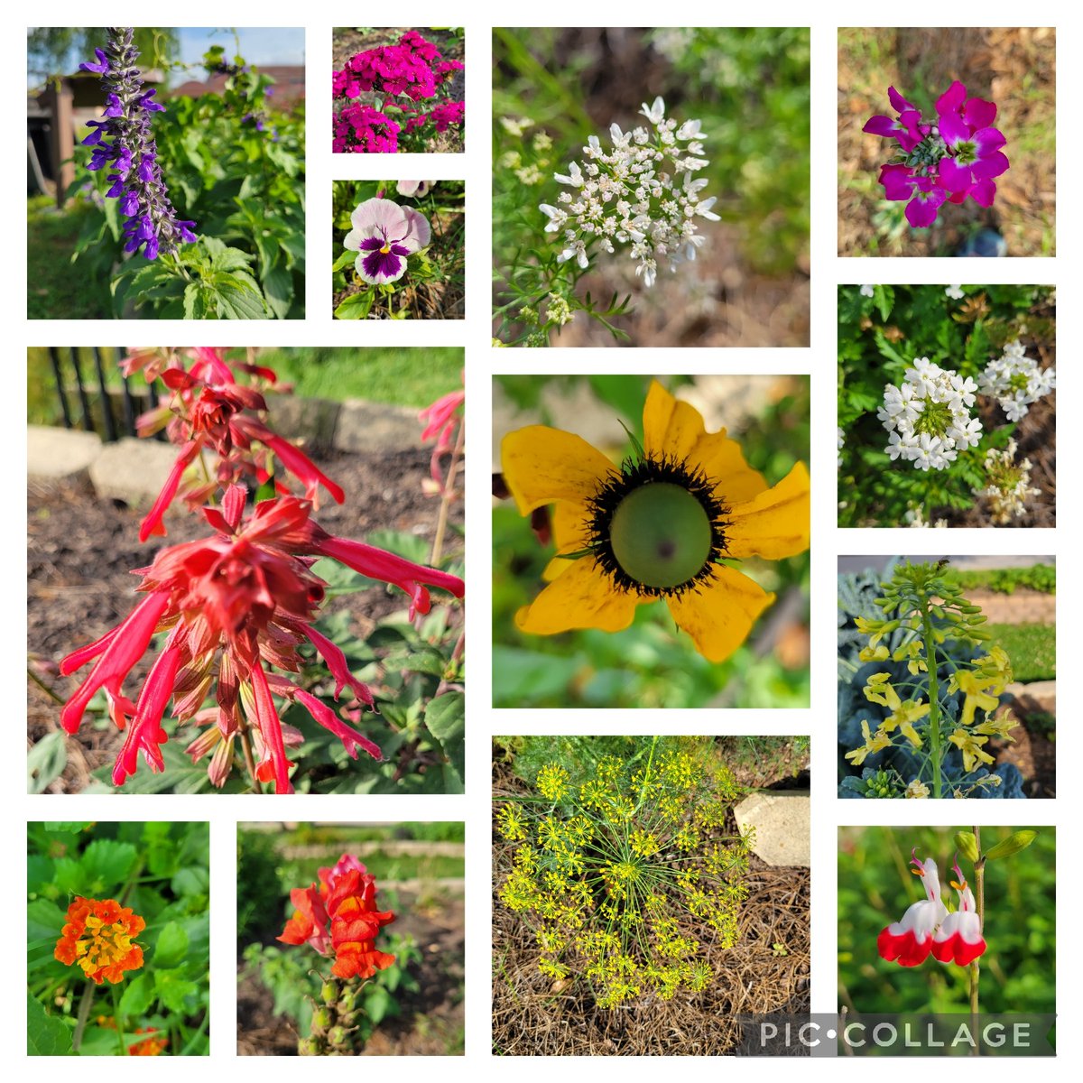 PackerRTGG (@packerrtgg) on Twitter photo Happy Monday <a href="/RobisonES/">Robison ES</a> Rockets! The garden is in full bloom and we are excited for our Ladybugs lesson! <a href="/readygrowgarden/">Ready to Grow Garden</a> <a href="/CFISDScience/">CFISD Science</a> Happy Monday <a href="/RobisonES/">Robison ES</a> Rockets! The garden is in full bloom and we are excited for our Ladybugs lesson! <a href="/readygrowgarden/">Ready to Grow Garden</a> <a href="/CFISDScience/">CFISD Science</a>